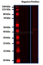 Mouse IgG, (H+L) SRM Secondary Antibody in Western Blot (WB)