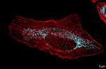 Rabbit IgG, (H+L) SRM Secondary Antibody in Immunocytochemistry (ICC/IF)