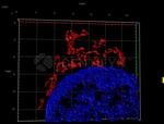 Rabbit IgG, (H+L) SRM Secondary Antibody in Immunocytochemistry (ICC/IF)