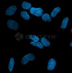 Rabbit IgG, (H+L) SRM Secondary Antibody in Immunocytochemistry (ICC/IF)