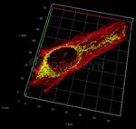 Rabbit IgG, (H+L) SRM Secondary Antibody in Immunocytochemistry (ICC/IF)