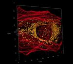 Rabbit IgG, (H+L) SRM Secondary Antibody in Immunocytochemistry (ICC/IF)