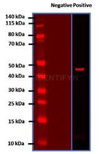 Rabbit IgG, (H+L) SRM Secondary Antibody in Western Blot (WB)