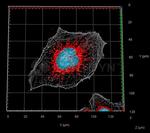 Mouse IgG, (H+L) SRM Secondary Antibody in Immunocytochemistry (ICC/IF)