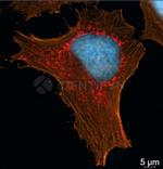 Mouse IgG, (H+L) SRM Secondary Antibody in Immunocytochemistry (ICC/IF)