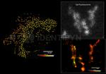 Mouse IgG, (H+L) SRM Secondary Antibody in Immunocytochemistry (ICC/IF)