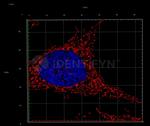 Mouse IgG, (H+L) SRM Secondary Antibody in Immunocytochemistry (ICC/IF)