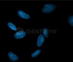 Mouse IgG, (H+L) SRM Secondary Antibody in Immunocytochemistry (ICC/IF)