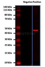 Mouse IgG, (H+L) SRM Secondary Antibody in Western Blot (WB)