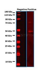 Mouse, IgG (H+L), (Subclasses 1+2a+2b+3), Fcy Fragment Specific SRM Secondary Antibody in Western Blot (WB)
