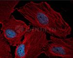 Rabbit IgG, (H+L) SRM Secondary Antibody in Immunocytochemistry (ICC/IF)