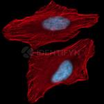 Rabbit IgG, (H+L) SRM Secondary Antibody in Immunocytochemistry (ICC/IF)