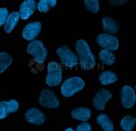 Rabbit IgG, (H+L) SRM Secondary Antibody in Immunocytochemistry (ICC/IF)