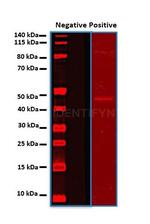 Rabbit IgG, (H+L) SRM Secondary Antibody in Western Blot (WB)