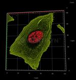 Human IgG, (H+L) SRM Secondary Antibody in Immunocytochemistry (ICC/IF)