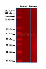 Human IgG, (H+L) SRM Secondary Antibody in Western Blot (WB)