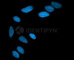 Mouse, IgG (H+L) SRM Secondary Antibody in Immunocytochemistry (ICC/IF)