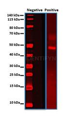 Mouse, IgG (H+L) SRM Secondary Antibody in Western Blot (WB)