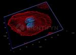 Rabbit IgG, (H+L) SRM Secondary Antibody in Immunocytochemistry (ICC/IF)