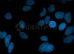 Rabbit IgG, (H+L) SRM Secondary Antibody in Immunocytochemistry (ICC/IF)