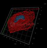 Rabbit IgG, (H+L) SRM Secondary Antibody in Immunocytochemistry (ICC/IF)