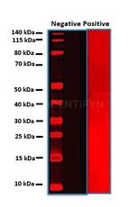 Rabbit IgG, (H+L) SRM Secondary Antibody in Western Blot (WB)