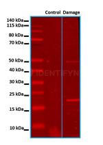 Human, IgG (H+L) SRM Secondary Antibody in Western Blot (WB)