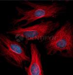 Mouse IgG, (H+L) SRM Secondary Antibody in Immunocytochemistry (ICC/IF)