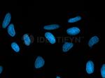 Mouse IgG, (H+L) SRM Secondary Antibody in Immunocytochemistry (ICC/IF)