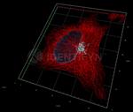 F(ab')2-Goat anti-Mouse IgG, (H+L) SRM Identifyn™ Secondary Antibody, Alexa Fluor™ 750