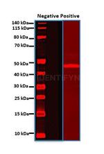 Mouse IgG, (H+L) SRM Secondary Antibody in Western Blot (WB)