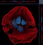 Rabbit IgG, (H+L) SRM Secondary Antibody in Immunocytochemistry (ICC/IF)