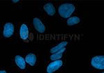 Rabbit IgG, (H+L) SRM Secondary Antibody in Immunocytochemistry (ICC/IF)