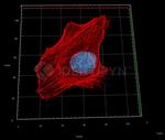 Rabbit IgG, (H+L) SRM Secondary Antibody in Immunocytochemistry (ICC/IF)