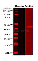 Rabbit IgG, (H+L) SRM Secondary Antibody in Western Blot (WB)