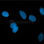 Mouse IgG, (H+L) SRM Secondary Antibody in Immunocytochemistry (ICC/IF)