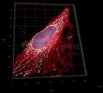 Mouse IgG, (H+L) SRM Secondary Antibody in Immunocytochemistry (ICC/IF)