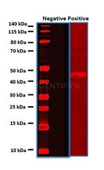 Mouse IgG, (H+L) SRM Secondary Antibody in Western Blot (WB)