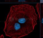 Rabbit IgG, (H+L) SRM Secondary Antibody in Immunocytochemistry (ICC/IF)