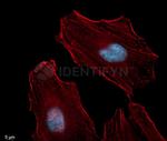Rabbit IgG, (H+L) SRM Secondary Antibody in Immunocytochemistry (ICC/IF)