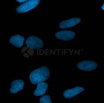 Rabbit IgG, (H+L) SRM Secondary Antibody in Immunocytochemistry (ICC/IF)