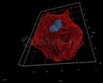 Rabbit IgG, (H+L) SRM Secondary Antibody in Immunocytochemistry (ICC/IF)