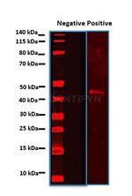 Rabbit IgG, (H+L) SRM Secondary Antibody in Western Blot (WB)