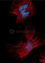 Mouse IgG, (H+L) SRM Secondary Antibody in Immunocytochemistry (ICC/IF)