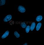 Mouse IgG, (H+L) SRM Secondary Antibody in Immunocytochemistry (ICC/IF)