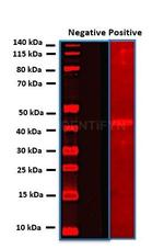 Mouse IgG, (H+L) SRM Secondary Antibody in Western Blot (WB)