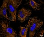Rat IgG, (H+L) SRM Secondary Antibody in Immunocytochemistry (ICC/IF)