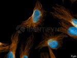 Rat IgG, (H+L) SRM Secondary Antibody in Immunocytochemistry (ICC/IF)