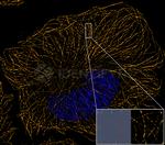 Rat IgG, (H+L) SRM Secondary Antibody in Immunocytochemistry (ICC/IF)