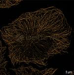 Rat IgG, (H+L) SRM Secondary Antibody in Immunocytochemistry (ICC/IF)